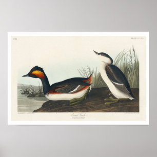 Gemakkelijk door het Poster Audubon