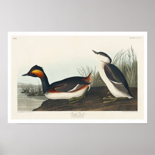 Gemakkelijk door het Poster Audubon (Voorkant)