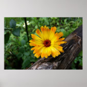 gemarigd in het bos poster (Voorkant)