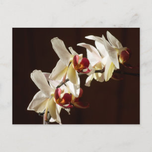 Gemarkeerde witte orchideeën Floral Fotografie Briefkaart