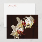 Gemarkeerde witte orchideeën Floral Fotografie Briefkaart (Voorkant / Achterkant)