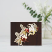 Gemarkeerde witte orchideeën Floral Fotografie Briefkaart (Staand voorkant)