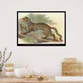 gemarmerde kat poster (Keuken)