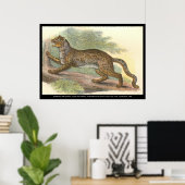 gemarmerde kat poster (Thuiskantoor)