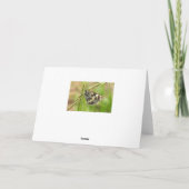 Gemarmerde witte vlinder op gras kaart (Achterkant)