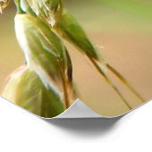 Gemarmerde witte vlinder op gras poster (Hoek)