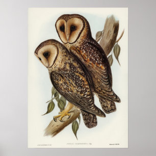 Gemaskerde Barn Owl door Elizabeth Gould Poster