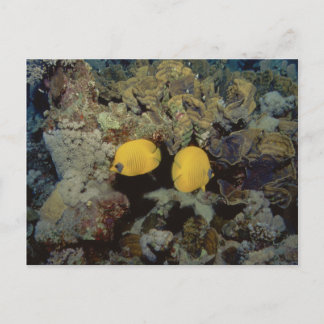 Gemaskerde Butterfly001-01 Briefkaart