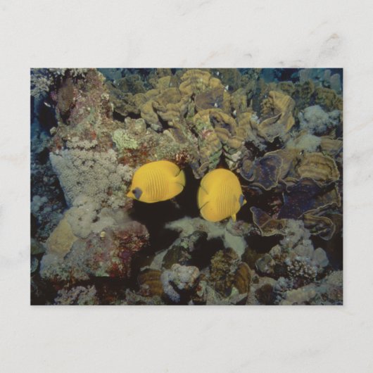 Gemaskerde Butterfly001-01 Briefkaart (Voorkant)