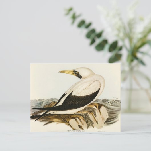 Gemaskerde Gannet door Elizabeth Gould Briefkaart (Staand voorkant)
