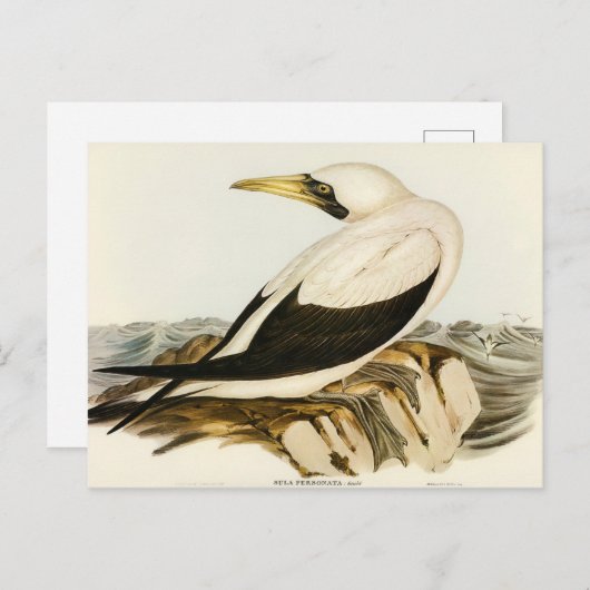 Gemaskerde Gannet door Elizabeth Gould Briefkaart (Voorkant / Achterkant)