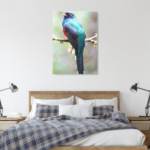 Gemaskerde Trogon Canvas Afdruk