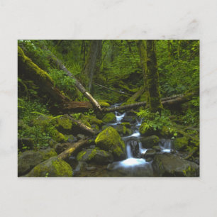 Gematigd regenwoud stroom in Columbia River Briefkaart