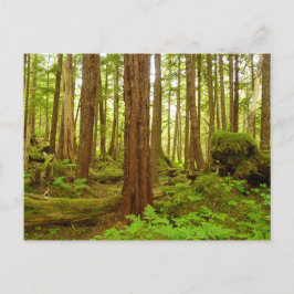 Gematigd regenwoud van Alaska Briefkaart