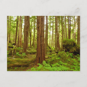 Gematigd regenwoud van Alaska Briefkaart