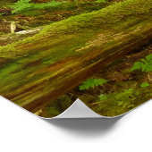 Gematigd regenwoud van Alaska Poster (Hoek)