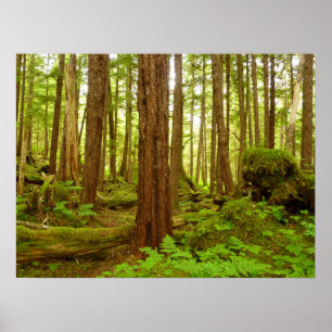 Gematigd regenwoud van Alaska Poster