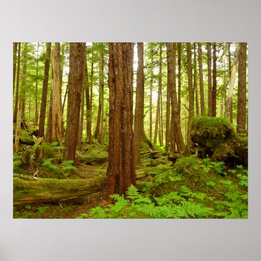 Gematigd regenwoud van Alaska Poster (Voorkant)