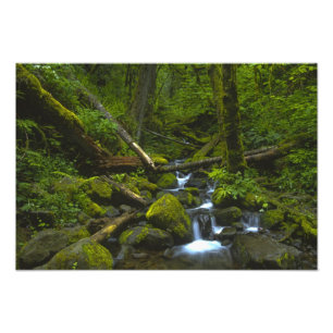 Gematigd regenwoudstroom in Columbia River Foto Afdruk