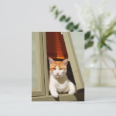 Gember en witte kat zittend aan het raam briefkaart (Staand voorkant)