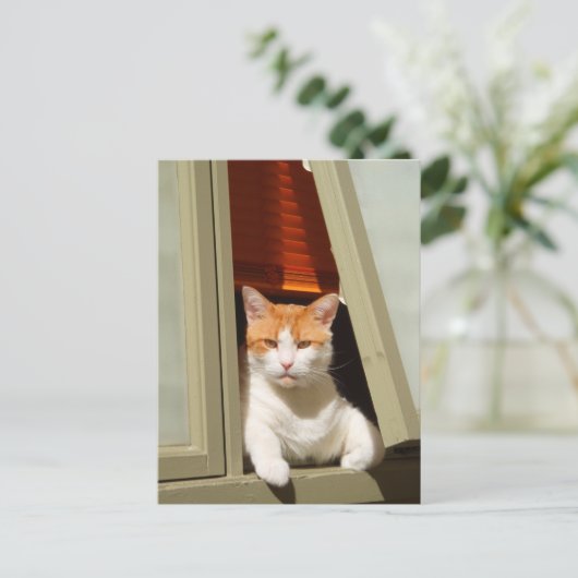 Gember en witte kat zittend aan het raam briefkaart (Staand voorkant)