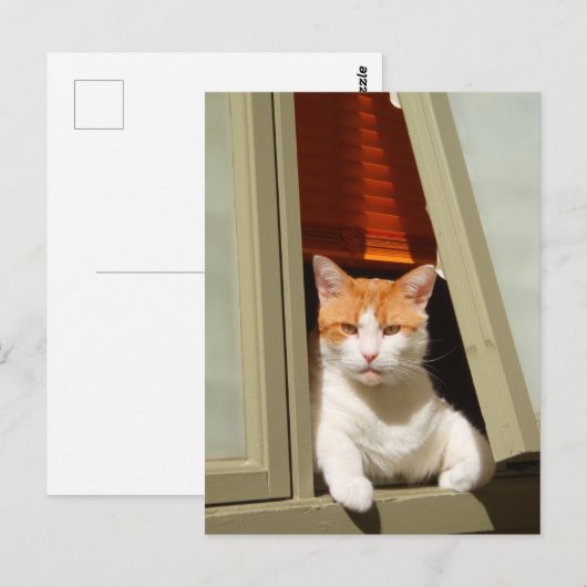 Gember en witte kat zittend aan het raam briefkaart (Voorkant / Achterkant)