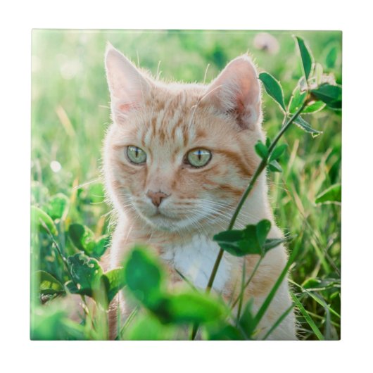 Gemberkat met groene ogen in gras tegeltje (Voorkant)