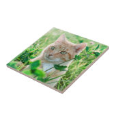 Gemberkat met groene ogen in gras tegeltje (Zijkant)