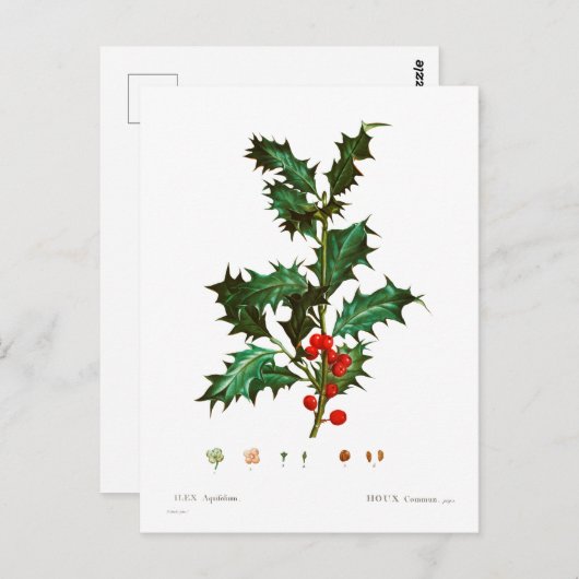 GEMEENSCHAPPELIJK BOTANISCH BRIEFKAART (Voorkant / Achterkant)