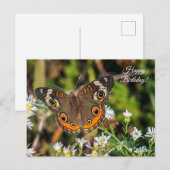 Gemeenschappelijke Buckeye Butterfly Happy Birthda Briefkaart (Voorkant / Achterkant)