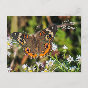 Gemeenschappelijke Buckeye Butterfly Happy Birthda Briefkaart