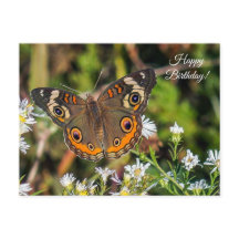 Gemeenschappelijke Buckeye Butterfly Happy Birthda