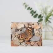 Gemeenschappelijke Buckeye Butterfly op River Rock Briefkaart (Staand voorkant)