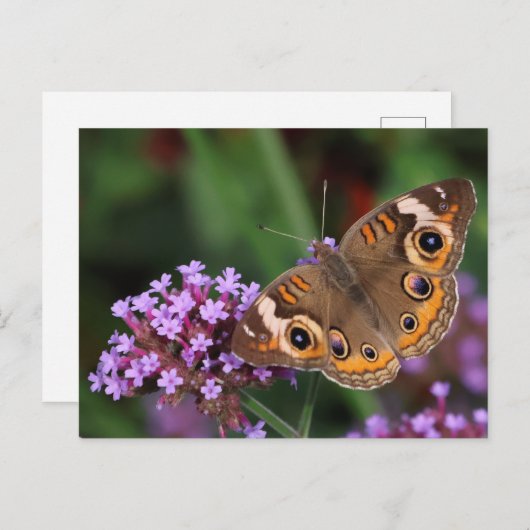 Gemeenschappelijke Buckeye Butterfly op Verbena Bl Briefkaart (Voorkant / Achterkant)