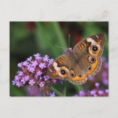 Gemeenschappelijke Buckeye Butterfly op Verbena Bl Briefkaart (Voorkant)