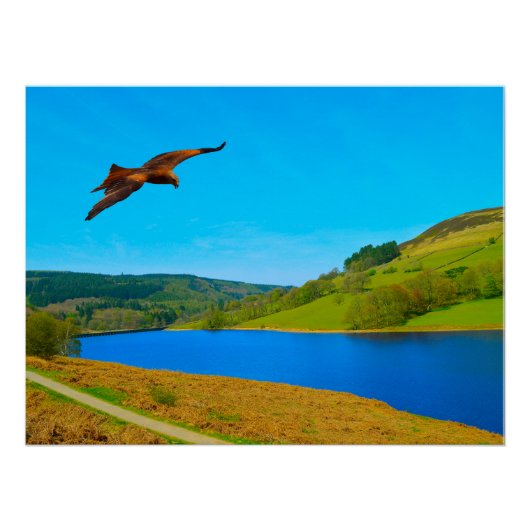 Gemeenschappelijke buizerd in vlucht over Ladybowe Perfect Poster (Voorkant)