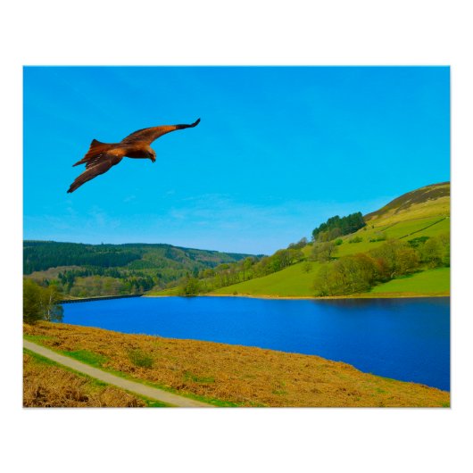 Gemeenschappelijke buizerd in vlucht over Ladybowe Perfect Poster (Voorkant)