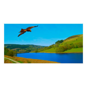 Gemeenschappelijke buizerd in vlucht over Ladybowe Perfect Poster
