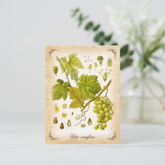 Gemeenschappelijke druivenwijn - afbeelding briefkaart (Staand voorkant)