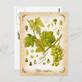 Gemeenschappelijke druivenwijn -  afbeelding briefkaart (Voorkant / Achterkant)