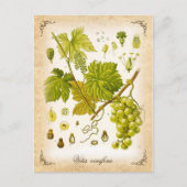 Gemeenschappelijke druivenwijn -  afbeelding briefkaart (Voorkant)