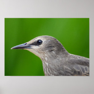 Gemeenschappelijke en Europese Starling Poster