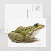 Gemeenschappelijke Europese kikker of eetbare kikk Briefkaart (Voorkant / Achterkant)