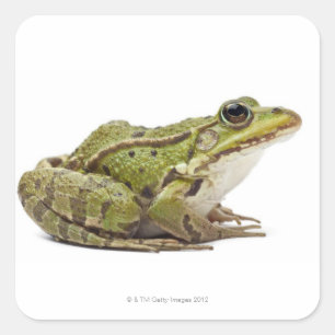 Gemeenschappelijke Europese kikker of eetbare kikk Vierkante Sticker