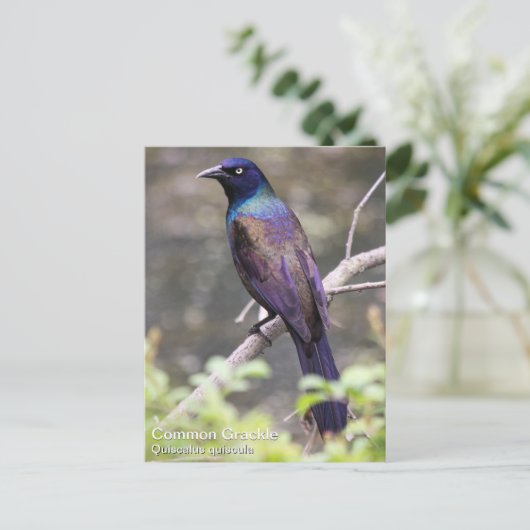 Gemeenschappelijke Grackle Briefkaart (Staand voorkant)