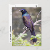 Gemeenschappelijke Grackle Briefkaart (Voorkant / Achterkant)