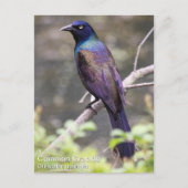 Gemeenschappelijke Grackle Briefkaart (Voorkant)