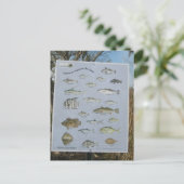 gemeenschappelijke kust kustvissen van Georgië Briefkaart (Staand voorkant)