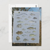 gemeenschappelijke kust kustvissen van Georgië Briefkaart (Voorkant / Achterkant)