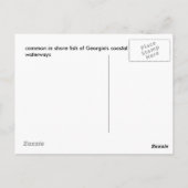 gemeenschappelijke kust kustvissen van Georgië Briefkaart (Achterkant)